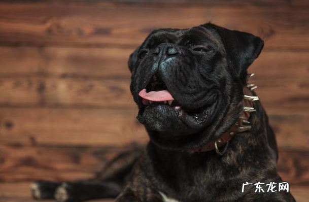 养动物常见问题:狗狗打喷嚏是发烧感冒?不,事实上原因可能更情况严重!