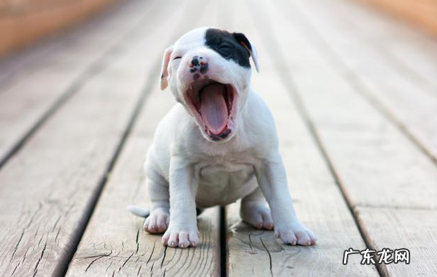 养动物常见问题:狗狗打喷嚏是发烧感冒?不,事实上原因可能更情况严重!