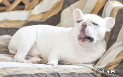 养动物常见问题：狗狗打喷嚏是发烧感冒？不，事实上原因可能更情况严重！