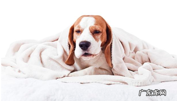 养动物常见问题:狗狗打喷嚏是发烧感冒?不,事实上原因可能更情况严重!