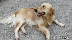 11个月金毛狗狗后面瘸了
