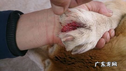 11个月金毛狗狗后面瘸了