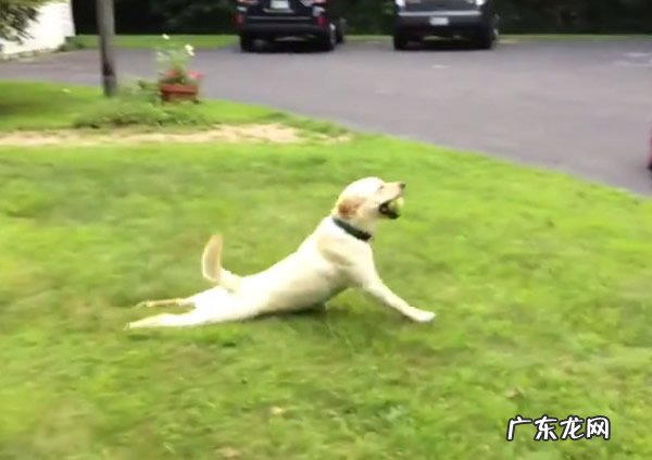 11个月金毛狗狗后面瘸了