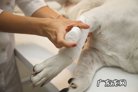 11个月金毛狗狗后面瘸了