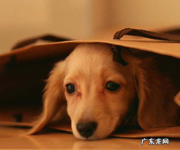 11个月金毛狗狗后面瘸了