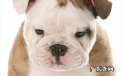 狗狗补钙过多也是有不大好的伤害么？