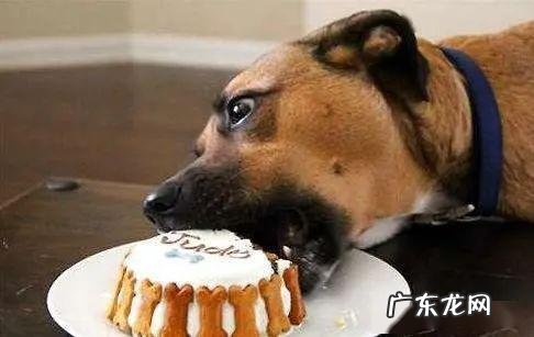 小狗胃部不适的七个原因,很广泛,主人家无须忽略了