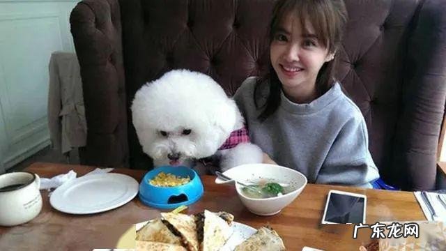 小狗胃部不适的七个原因,很广泛,主人家无须忽略了