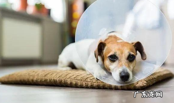 小狗胃部不适的七个原因,很广泛,主人家无须忽略了