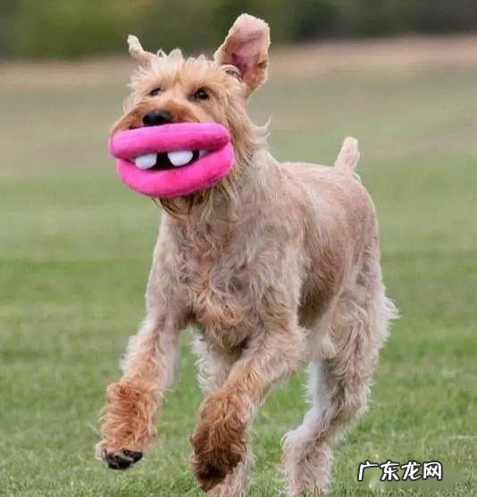 小狗胃部不适的七个原因,很广泛,主人家无须忽略了