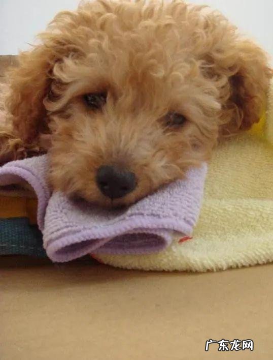 小狗胃部不适的七个原因,很广泛,主人家无须忽略了