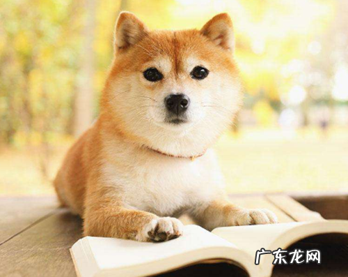 柴犬嘴巴溃疡会痛吗