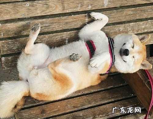 柴犬嘴巴溃疡会痛吗