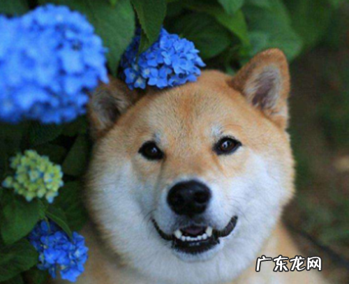 柴犬嘴巴溃疡会痛吗