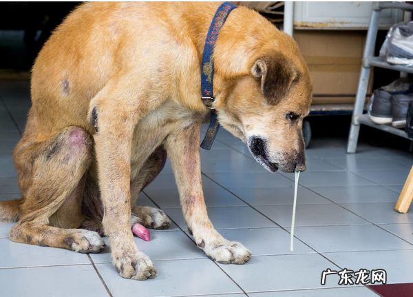 小狗流鼻涕并并不是犬瘟是感冒发烧吗