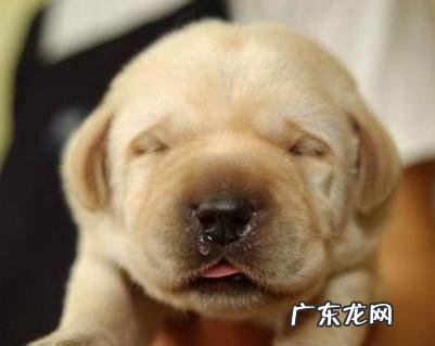 小狗流鼻涕并并不是犬瘟是感冒发烧吗