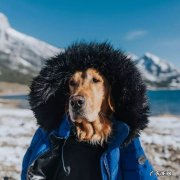 小狗流鼻涕并并不是犬瘟是感冒发烧吗