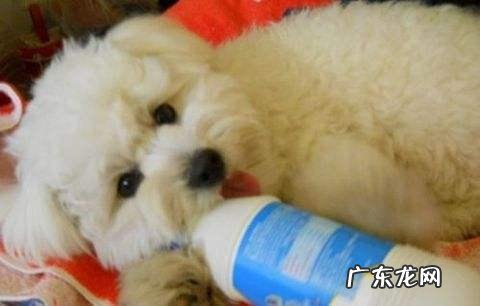 比熊恶心干呕的五个原因,主人理应重视