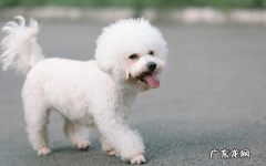 比熊恶心干呕的五个原因，主人理应重视