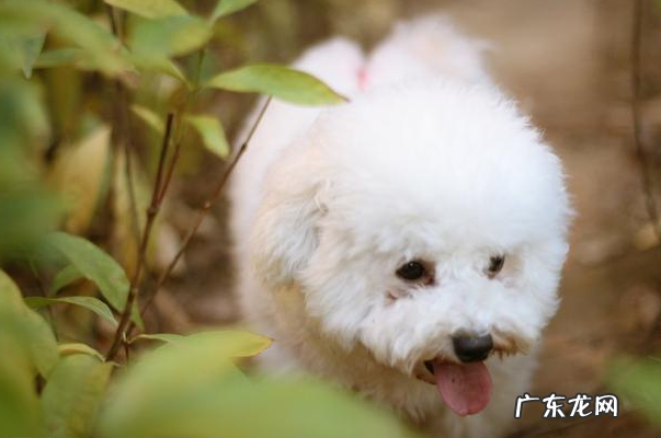 比熊恶心干呕的五个原因,主人理应重视