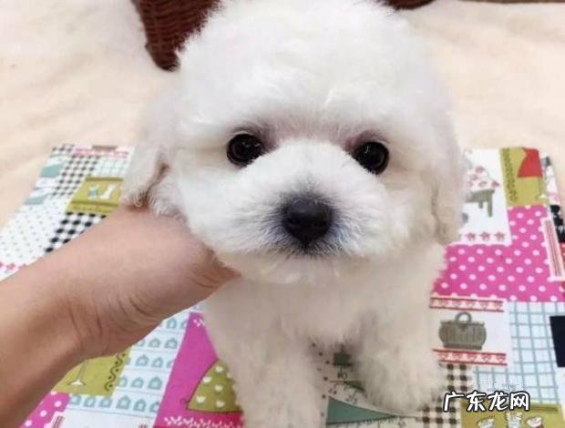 比熊恶心干呕的五个原因,主人理应重视