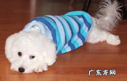 比熊恶心干呕的五个原因,主人理应重视