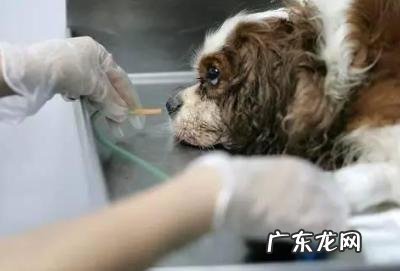把握小狗中暑症状，危急关头救狗一命