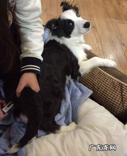 把握小狗中暑症状，危急关头救狗一命