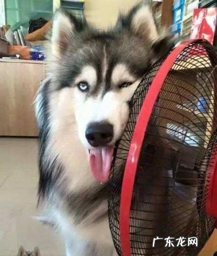 把握小狗中暑症状，危急关头救狗一命