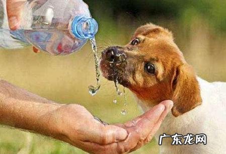 把握小狗中暑症状，危急关头救狗一命