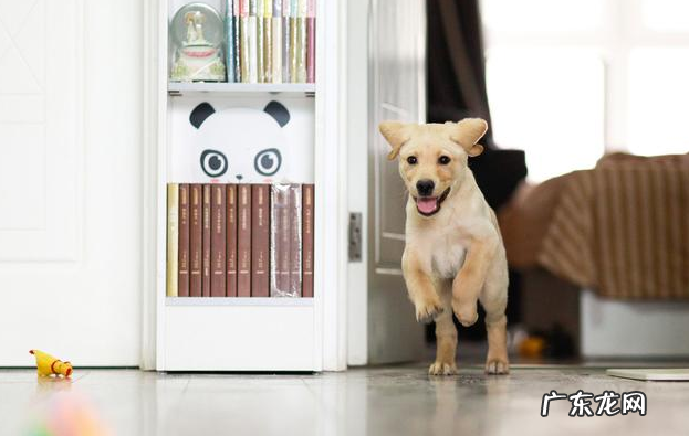 把握小狗中暑症状，危急关头救狗一命