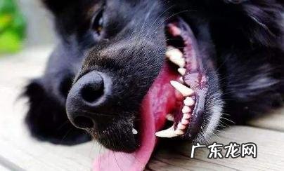 把握小狗中暑症状，危急关头救狗一命