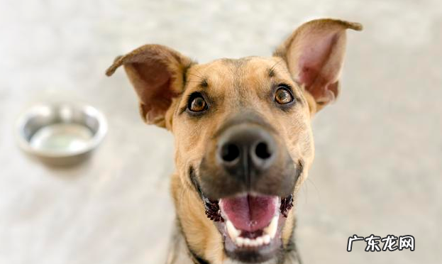 把握小狗中暑症状，危急关头救狗一命