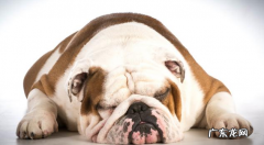 把握小狗中暑症状，危急关头救狗一命