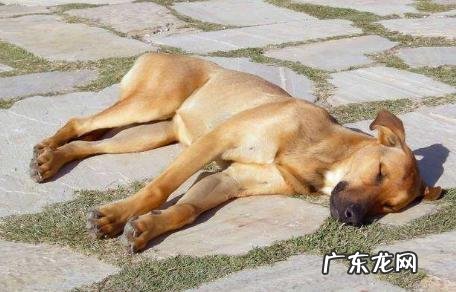 把握小狗中暑症状，危急关头救狗一命