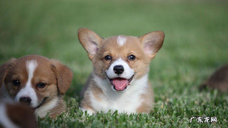 狗狗小便带血,到底是怎么了