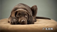 狗狗小便带血，到底是怎么了