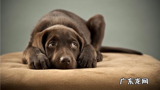 狗狗小便带血,到底是怎么了