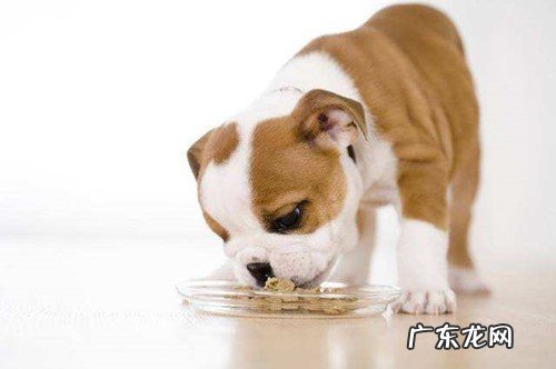 如何判断小狗是发烧感冒还是细微