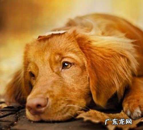 如何判断小狗是发烧感冒还是细微