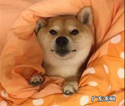 如何判断小狗是发烧感冒还是细微