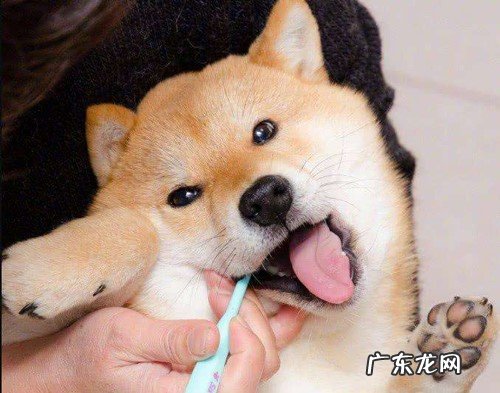 小狗狗得了口炎的症状有哪些