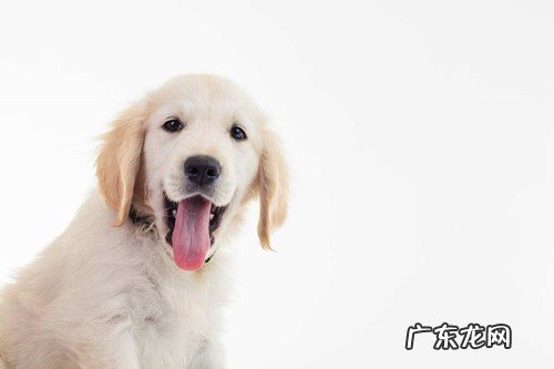 小狗狗得了口炎的症状有哪些