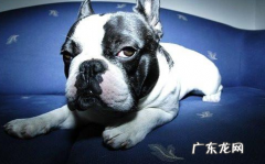 法斗发烧感冒会发烧吗，法斗发烧感冒情况严重是不是会发烧