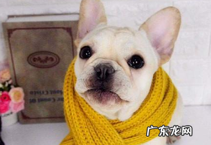 法斗发烧感冒会发烧吗,法斗发烧感冒情况严重是不是会发烧