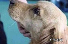 金毛狗狗流泪眼睛眼屎多眼睛发红应该怎么办