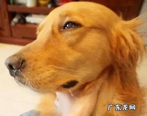 金毛狗狗流泪眼睛眼屎多眼睛发红应该怎么办