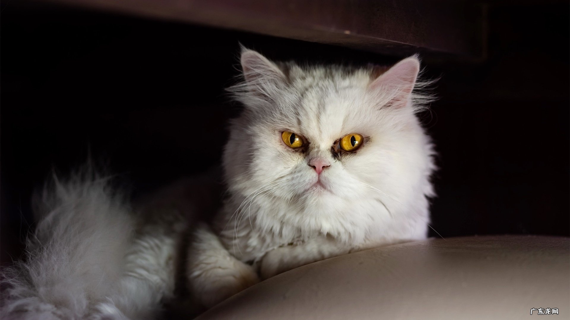 压力瘦腿袜 超紧大腿:有没有可以减小腿部压力的丝袜，天天站着累死了，求推荐，谢谢？