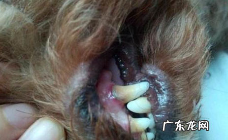 小狗口腔内部內部从不清除的5大损害，情况严重的严重威胁性命，你都知道吗