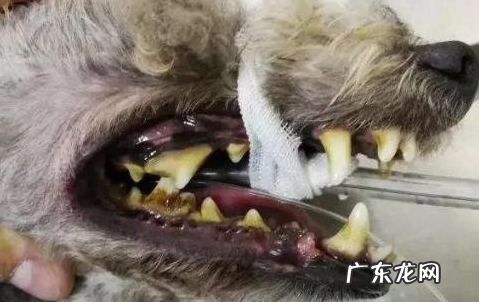 小狗口腔内部內部从不清除的5大损害，情况严重的严重威胁性命，你都知道吗